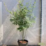 Acer palmatum 'Oridono nishiki' - Érable du Japon