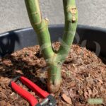 Acer palmatum 'Oridono nishiki' - Érable du Japon