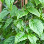 Hortensia grimpant 'Crug Coral'