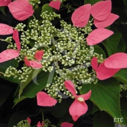 Hortensia grimpant 'Crug Coral'
