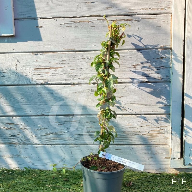 Hortensia grimpant 'Crug Coral'