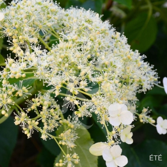 Hortensia grimpant 'Flying Saucer'