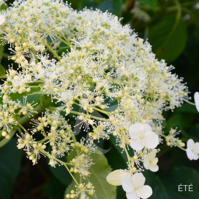 Hortensia grimpant 'Flying Saucer'