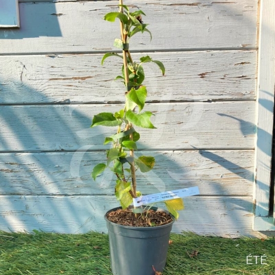 Hortensia grimpant 'Flying Saucer'