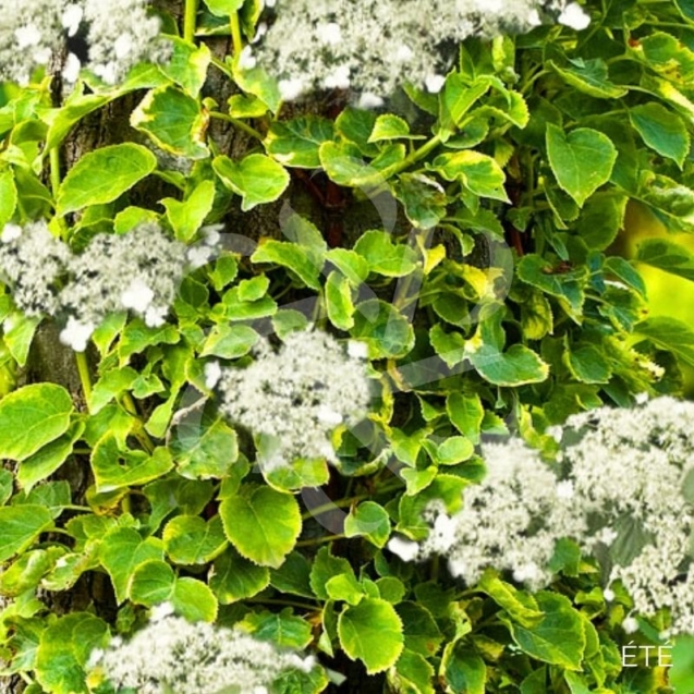 Hortensia grimpant 'Mirranda'