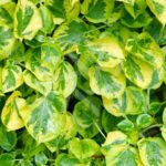 Hortensia grimpant 'Mirranda'