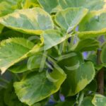 Hortensia grimpant 'Mirranda'