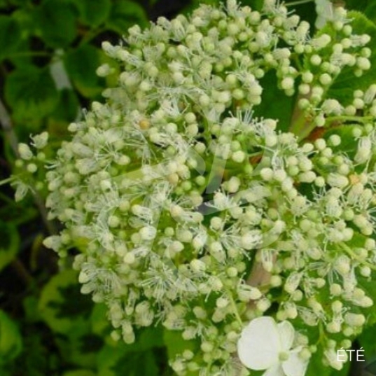 Hortensia grimpant 'Mirranda'