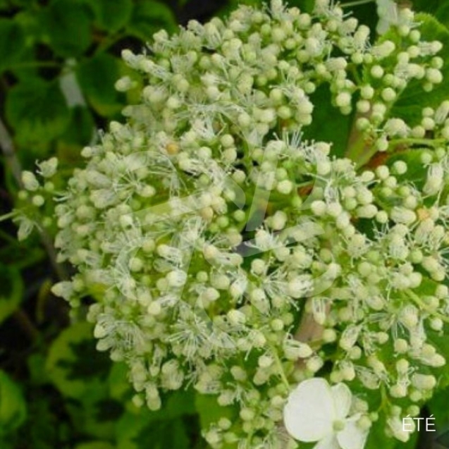 Hortensia grimpant 'Mirranda'
