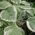 Hortensia grimpant 'Silver Lining'