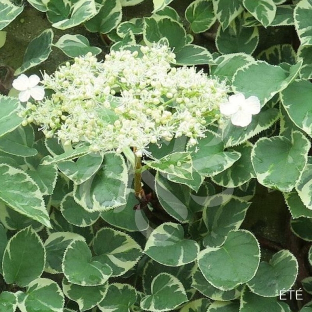Hortensia grimpant 'Silver Lining'