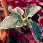 Hortensia grimpant 'Silver Lining'
