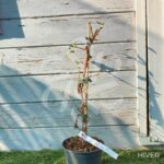 Hortensia grimpant 'Silver Lining'