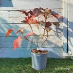 Hydrangea quercifolia ‘Ruby Slipper’s’ – Hortensia à feuilles de chêne