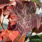 Hydrangea quercifolia ‘Ruby Slipper’s’ – Hortensia à feuilles de chêne