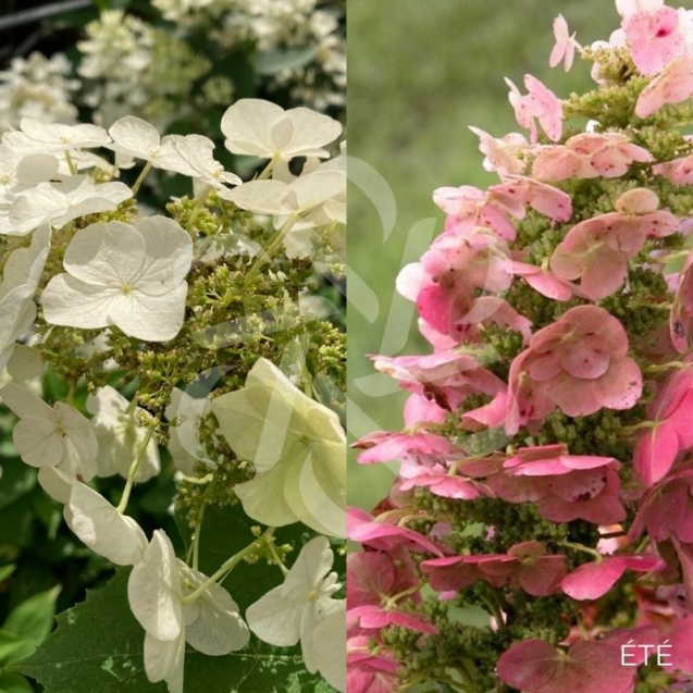 Hydrangea quercifolia ‘Ruby Slipper’s’ – Hortensia à feuilles de chêne
