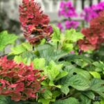 Hydrangea quercifolia ‘Ruby Slipper’s’ – Hortensia à feuilles de chêne