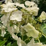 Hydrangea quercifolia ‘Ruby Slipper’s’ – Hortensia à feuilles de chêne
