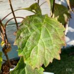 Hydrangea quercifolia ‘Snow Giant’ – Hortensia à feuilles de chêne
