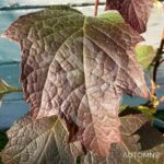 Hydrangea quercifolia ‘Snow Giant’ – Hortensia à feuilles de chêne