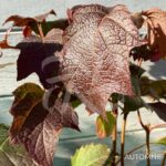 Hydrangea quercifolia ‘Snow Giant’ – Hortensia à feuilles de chêne