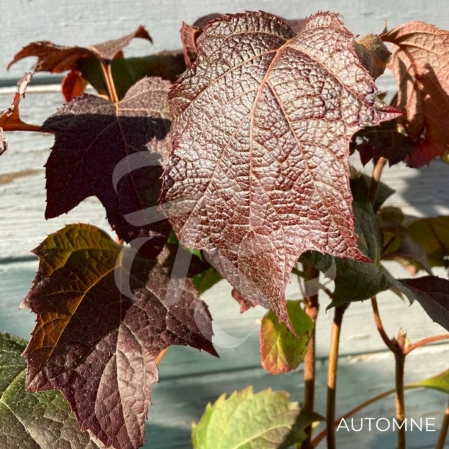 Hydrangea quercifolia ‘Snow Giant’ – Hortensia à feuilles de chêne