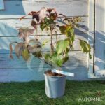 Hydrangea quercifolia ‘Snow Giant’ – Hortensia à feuilles de chêne