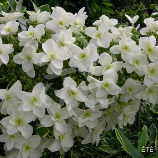 Hydrangea quercifolia ‘Snow Giant’ – Hortensia à feuilles de chêne