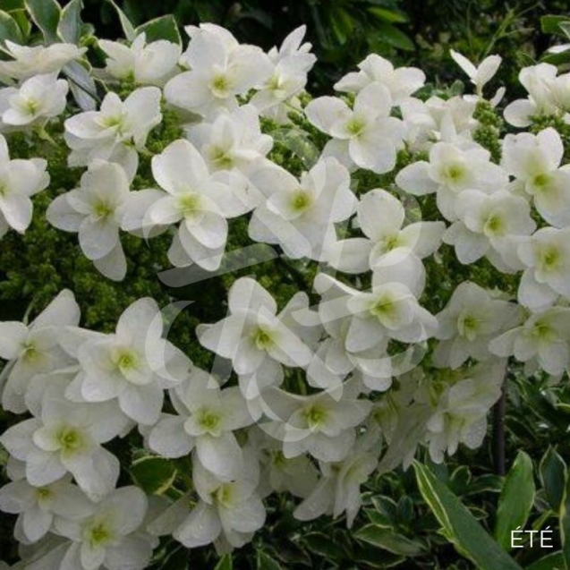 Hydrangea quercifolia ‘Snow Giant’ – Hortensia à feuilles de chêne