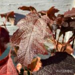 Hydrangea quercifolia ‘Snowqueen’ – Hortensia à feuilles de chêne