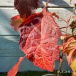 Hydrangea quercifolia ‘Snowqueen’ – Hortensia à feuilles de chêne