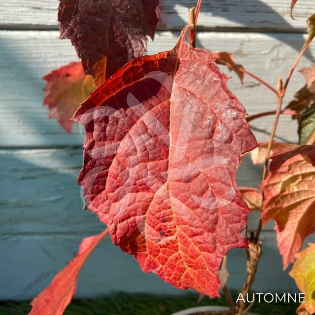 Hydrangea quercifolia ‘Snowqueen’ – Hortensia à feuilles de chêne