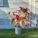 Hydrangea quercifolia ‘Snowqueen’ – Hortensia à feuilles de chêne