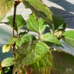 Hydrangea quercifolia ‘Snowqueen’ – Hortensia à feuilles de chêne