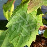 Hydrangea quercifolia ‘Snowqueen’ – Hortensia à feuilles de chêne