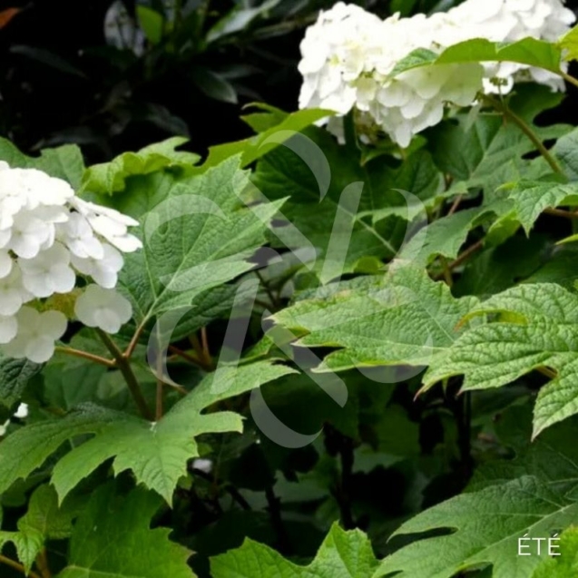 Hydrangea quercifolia ‘Snowqueen’ – Hortensia à feuilles de chêne