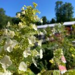 Hydrangea ‘Quercifolia’ – Hortensia à feuilles de chêne
