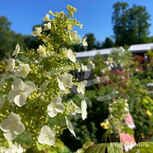Hydrangea ‘Quercifolia’ – Hortensia à feuilles de chêne