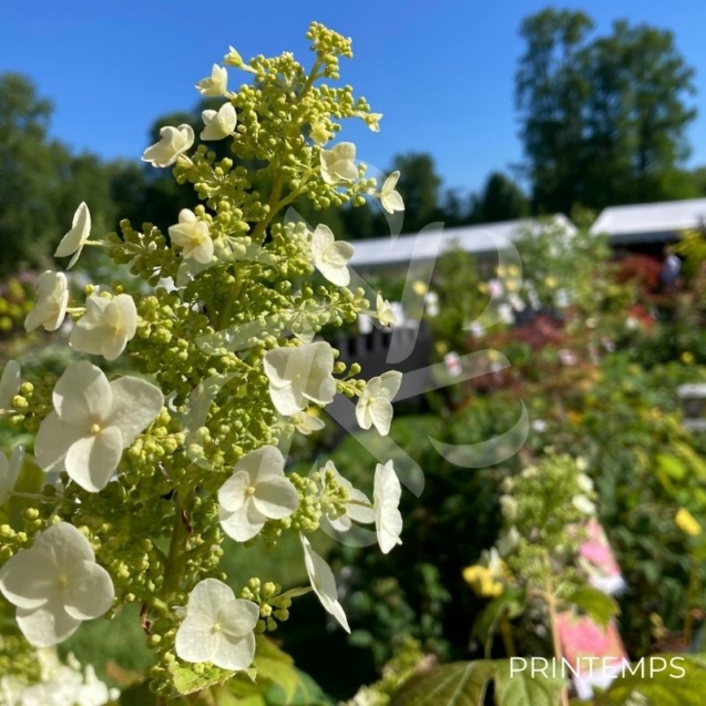 Hydrangea ‘Quercifolia’ – Hortensia à feuilles de chêne