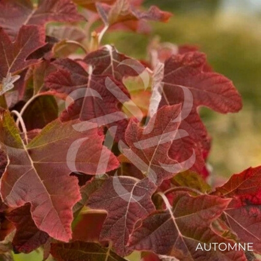 Hydrangea ‘Quercifolia’ – Hortensia à feuilles de chêne