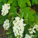 Hydrangea ‘Quercifolia’ – Hortensia à feuilles de chêne