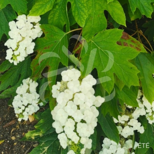 Hydrangea ‘Quercifolia’ – Hortensia à feuilles de chêne