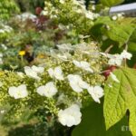 Hydrangea ‘Quercifolia’ – Hortensia à feuilles de chêne