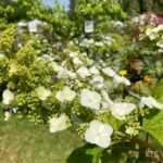 Hydrangea ‘Quercifolia’ – Hortensia à feuilles de chêne