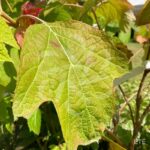 Hydrangea ‘Quercifolia’ – Hortensia à feuilles de chêne