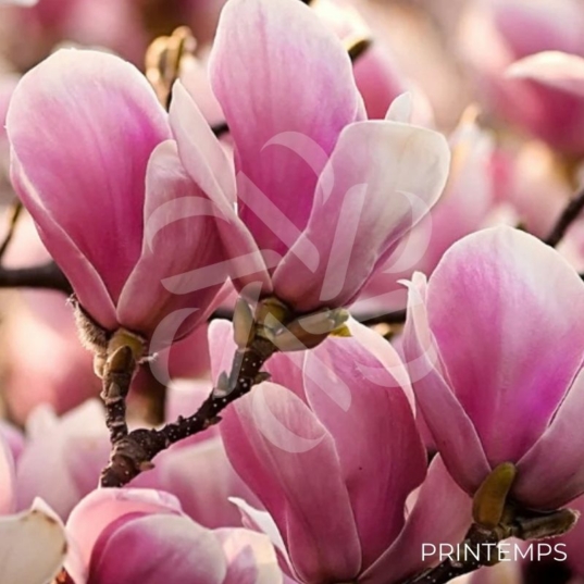 Magnolia Soulangeana 'Alexandrina' -
