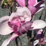 Magnolia Soulangeana 'Alexandrina' -