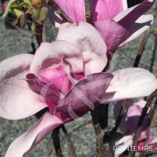 Magnolia Soulangeana 'Alexandrina' -