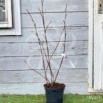 Magnolia Soulangeana 'Alexandrina' -