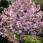 Magnolia liliflora 'Betty'